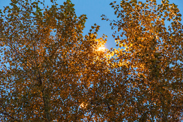 Autumn theme. Autumn trees with yellow leaves.