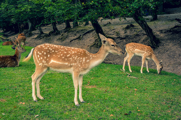 Naklejka na ściany i meble Whitetail roe deer standing in a meadow