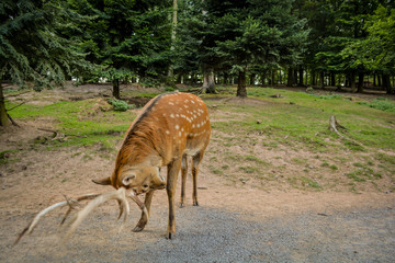 young deer posing in the forest, South of Germany