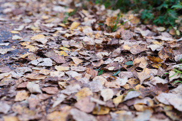 Autumn theme. Many fallen yellow leaves lie on the ground. Can be used as a background.