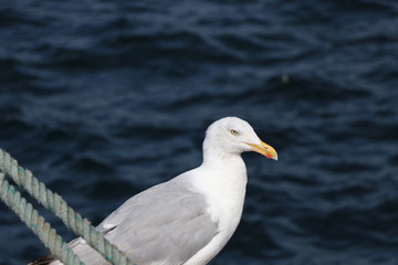 Side view of a white seagull on a boat with blue background and copy space