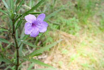 Ruellia tuberosa, violet flower, five petals blossom. 