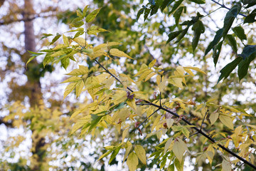 Autumn theme. Autumn trees with yellow leaves.