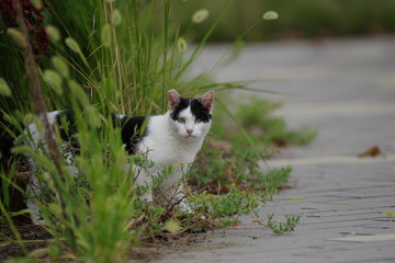黒白柄の猫ちゃん