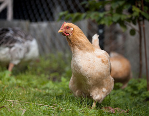 Brown chicken walking on the grass. Hen grazing in field. Organic farm.