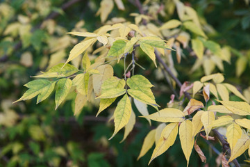 Autumn theme. Autumn trees with yellow leaves.