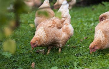 Free-range chicken on an organic farm. Organic farm. Close up.