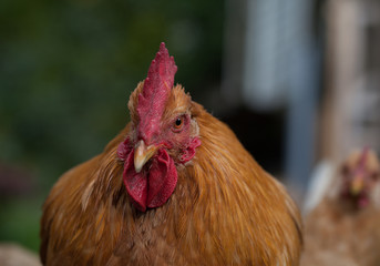 Rooster and chickens on traditional free range poultry farm. Close up.