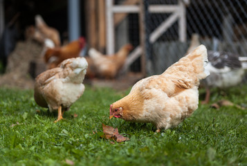Free-range chicken on an organic farm. Organic farm.