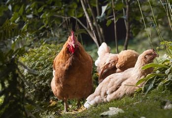 Red rooster and two hens on the lawn in a small garden. Organic farm.