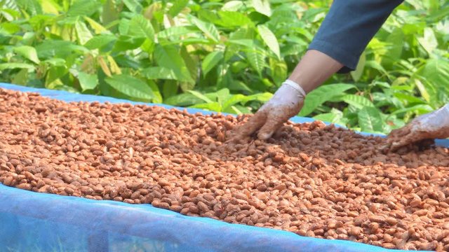 Cocoa beans, or cacao beans being dried on a drying platform after being fermented.