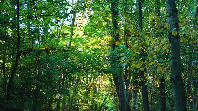 Downward Pan Looking Along Beautiful Green and Brown Woodland Path