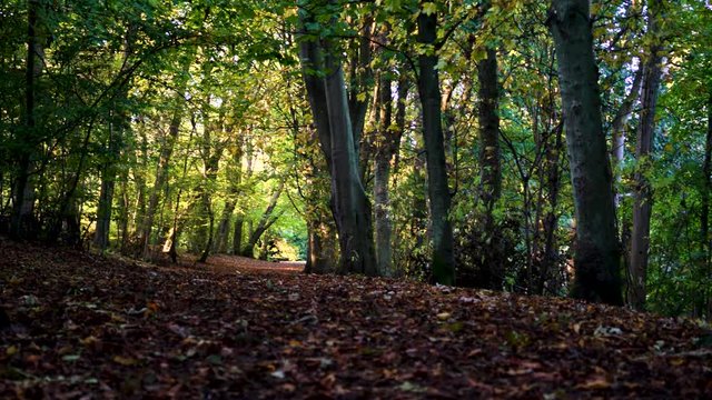 Low Angle Pan Looking Down Beautiful Green and Brown Woodland Path