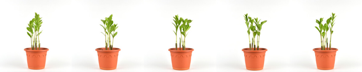 Houseplant Zamioculcas in a pot isolated on white background. Young growth.