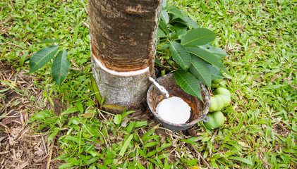 Fototapeta premium Rubber tree