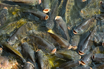 Nile tilapia, freshwater fish, easy to grow, fast growing, high yield, and the market wants to be...