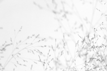 Overlay effect for photo. Gray shadows of the delicate grass on a white wall. Abstract neutral nature concept background. Space for text. Blurred, defocused.