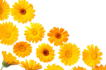 marigold flowers isolated on white background. calendula flower. top view