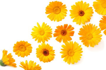 marigold flowers isolated on white background. calendula flower. top view