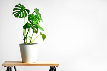 Beautiful monstera flower in a white pot stands on a wooden table on a white background. The concept of minimalism. Hipster scandinavian style room interior. Empty white wall and copy space.