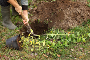 seedlings of garden blueberries in a pot before planting in the ground. gardener prepares a pit