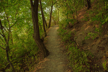 Fototapeta na wymiar summer park green foliage scenic natural environment with narrow trail between trees 