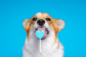 Adorable dog pembroke welsh corgi enjoy sweet candy on a blue background. Heart shaped lollipop.  Licking sweets small pet. - obrazy, fototapety, plakaty