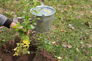 gardener supports blueberry seedling before watering. planting and caring for plants in autumn