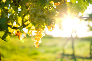 Vendemmia in Italia per la produzione di vino bianco