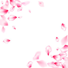 Pink cherry blossom petals isolated