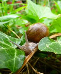 Snail gliding on the green leaf texture. Large white mollusk snail with light brown striped shell, crawling on burdock leaf. Helix pomatia, Burgundy snail, Roman snail, edible escargot.