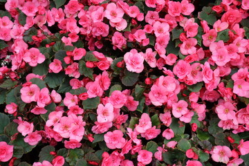 background of pink flowers