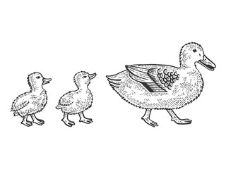 Duck bird with ducklings crosses road sketch engraving vector illustration. Tee shirt apparel print design. Scratch board style imitation. Black and white hand drawn image.