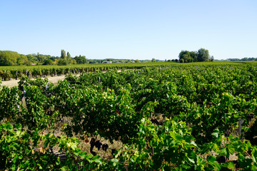 Fototapeta na wymiar Vineyards of Saint Emilion Bordeaux France in summer day