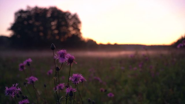 pretty pink silybum flowers sway in gentle evening wind against amazing meadow blurry landscape at nice sunset macro