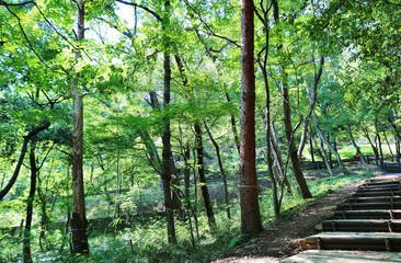 森　階段　道　木漏れ日　秋　杤木　日本