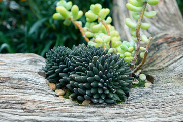Cactus planted on old logs.