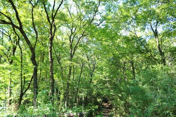 Fototapeta premium 森 道 風景 秋 杤木 