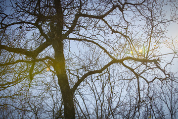 Fototapeta premium GREENLIGHT 2
