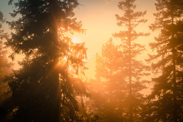 Soft Sun shines through very foggy Scandinavian mountain pine tree forest, golden summer day with heavy fog in mountains, North Sweden