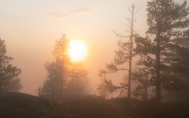 Soft Sun shines through very foggy Scandinavian mountain pine tree forest, golden summer day with heavy fog in mountains, North Sweden