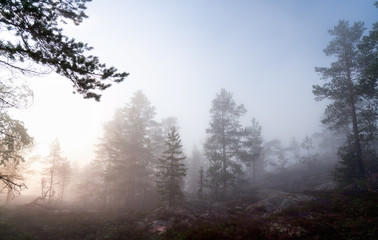 Fototapeta na wymiar Very thick fog lays over Scandinavian mountain pine tree forest, summer day with heavy fog in mountains, North Sweden