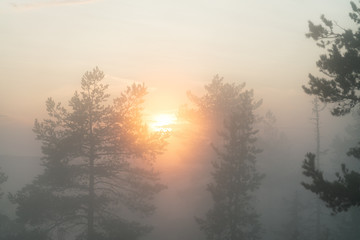 Soft Sun shines through very foggy Scandinavian mountain pine tree forest, golden summer day with heavy fog in mountains, North Sweden