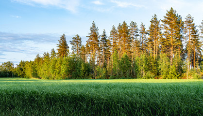 Green wheat field in front of the forest illuminated by the Sunset, the woods with young trees of pine, trees illuminated by golden Sun going down