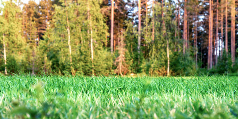 Close up photo of green wheat field in front of the forest illuminated by the Sunset, the woods with young trees of pine, trees illuminated by golden Sun going down
