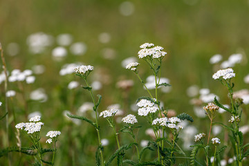 Schafgarbe © Hans Arnold Eberlein