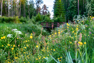 Beautiful wild flowers on the roadside and ditch, evening time - close up photo with small wooden bridge on blurry background, Sweden landscape