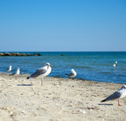 big white sea gulls on the sandy coast of the Black Sea on a summer day