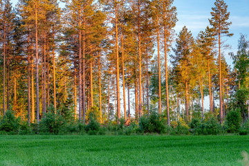 Sunset in the woods with young trees of pine, trees illuminated by golden Sun going down, green wheat field in front of the forest