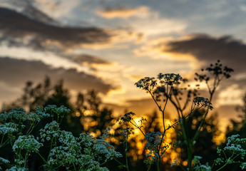 Beautiful wild flowers on summer meadow, sunset time - close up photo with blurry background and bokeh, Sweden landscape